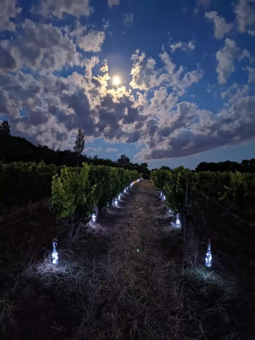 Vignes Et Lumieres 2 Jpg.webp
