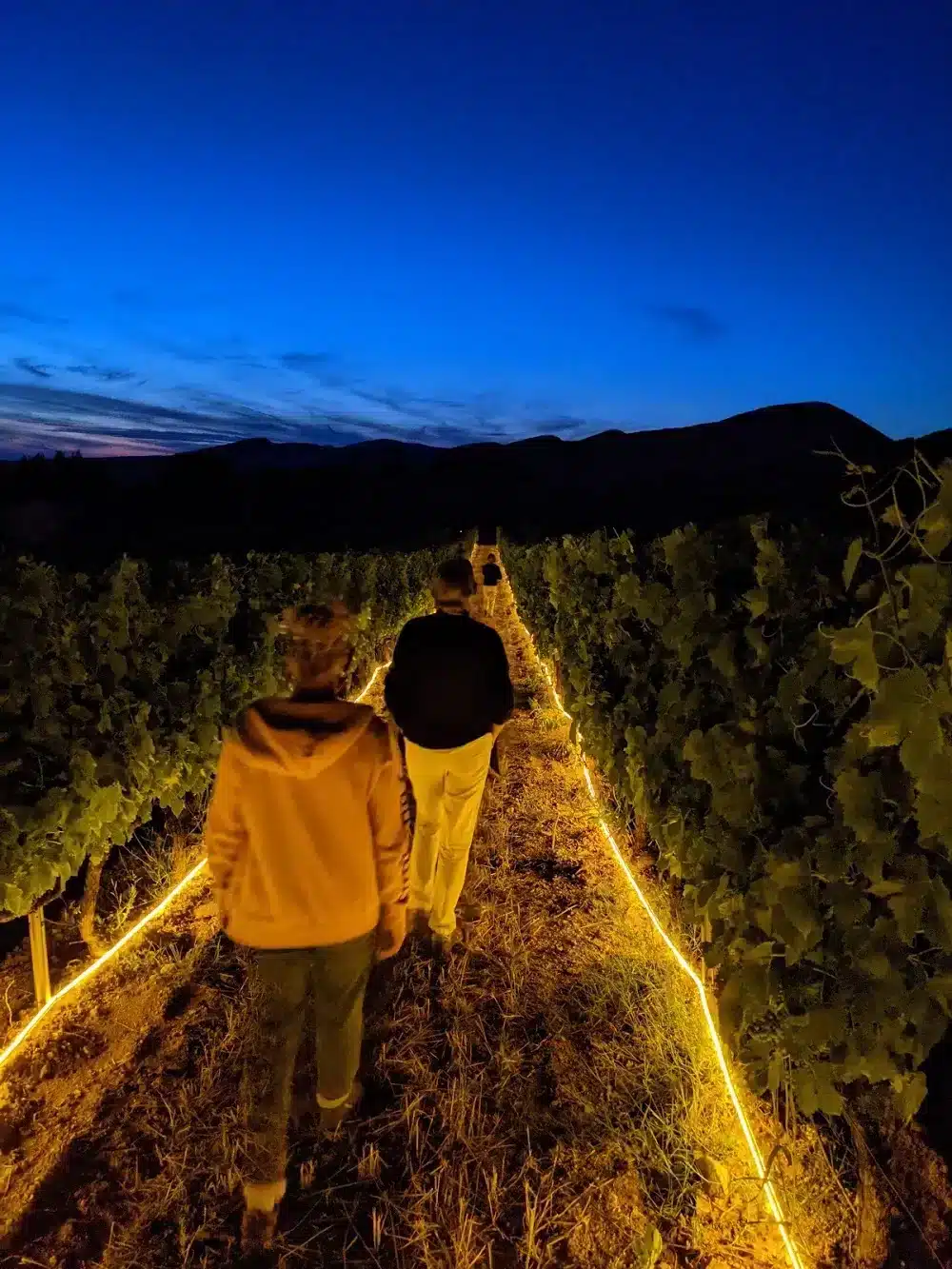 Vignes Et Lumieres 5 Jpg.webp