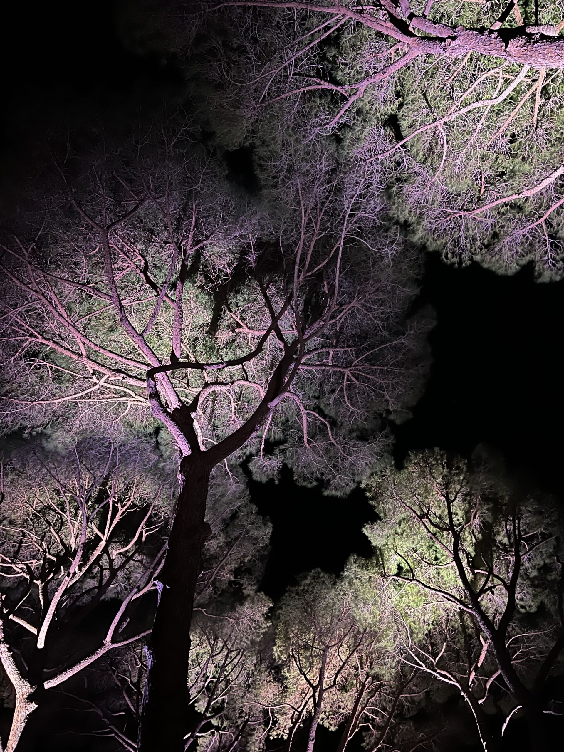 Parc Et Lumieres 4 Light.jpg